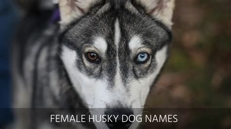 Ultimate List Of The Top 400+ Husky Dog Names - Badass, Cool, Cute ...