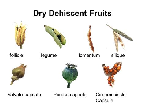 Follicle Fruit Examples