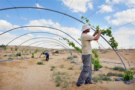 Explore The Vast Opportunities to Volunteer in Israel