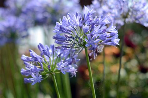 Agapanthus care and culture | Travaldo's blog