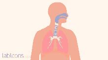 Respiratory System Gif GIFs | Tenor