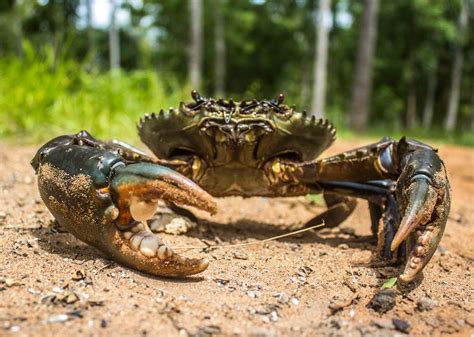 Mangrove Crab - Scylla serrata | Crab, Mangrove, Kenya