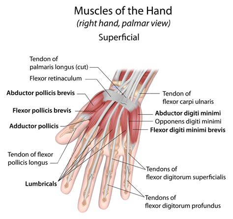 Wrist Injuries: Science Of Intersection Syndrome