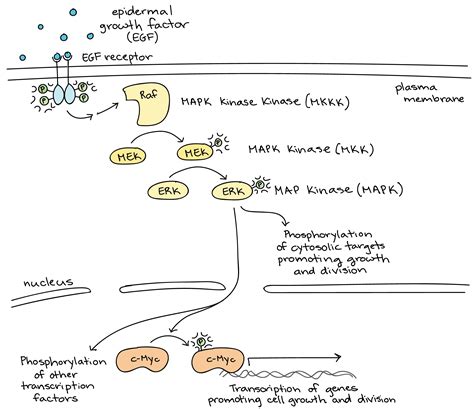 How a cell signal is amplified by a phosphorylation cascade