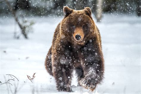 350+ Beruang Cokelat Siberia Foto Foto Foto Stok, Potret, & Gambar Bebas Royalti - iStock