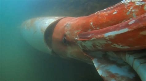 Deep Sea Giant Squid