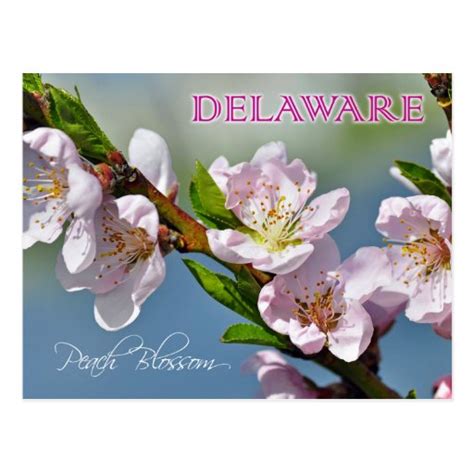 Delaware State Flower: Peach Blossom Postcard | Zazzle