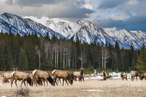 Wild Mountain Elk Banff National Park Photograph by Bgsmith - Pixels