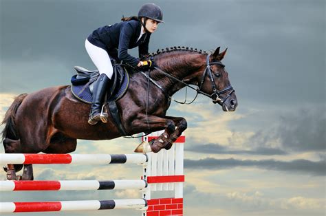 Best Horse Breeds for Show Jumping – Equestrian Space