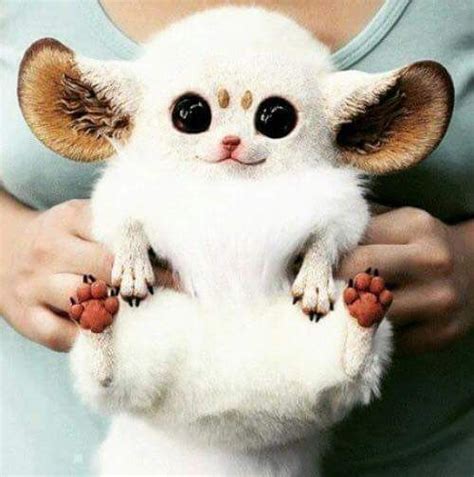 Small Mammals With Big Eyes - Pets Lovers