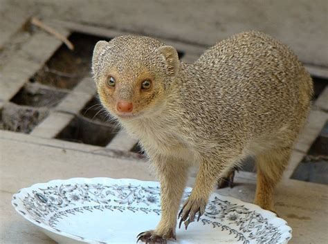 Small Indian Mongoose Photo | Animals wild, Animals, Meerkat