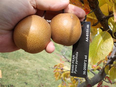 Sand Pear - Pyrus pyrifolia - North American Insects & Spiders