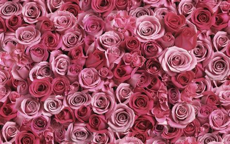 A lot of pink roses wallpaper - Flower wallpapers - #53638