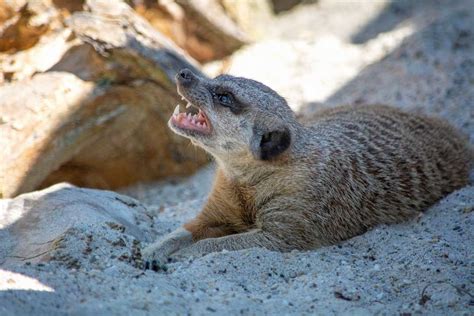 Meerkat Facts For Kids & Adults: Pictures, Video & In-Depth Information.