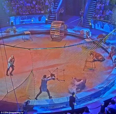 Tiger attacks lion during performance in Russian circus | Daily Mail Online