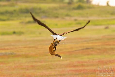 Bald Eagle and Red Fox Fighting Over Rabbit in Mid-Air, San Juan Island ...