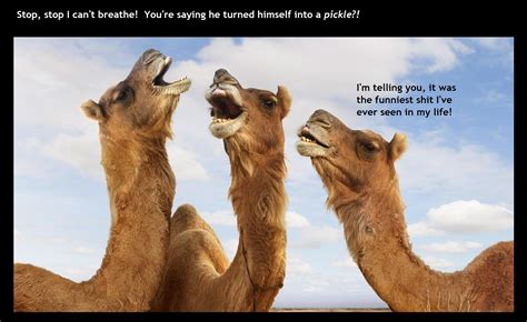 camels having a laugh on hump day : r/memes