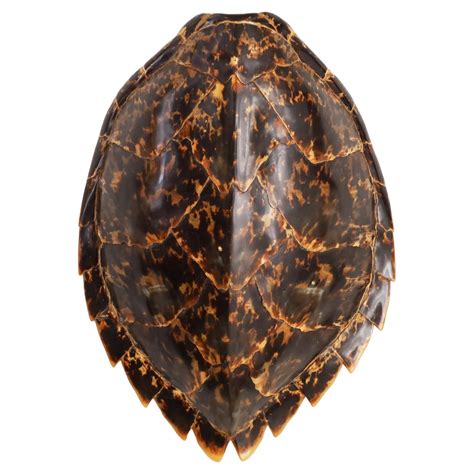 Antique Hawksbill Turtle Shell at 1stDibs | hawksbill turtle shell for ...