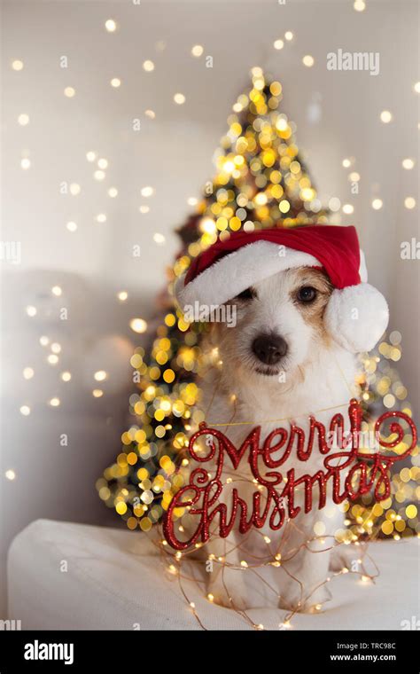 CHRISTMAS DOG PORTRAIT. FUNNY JACK RUSSELL PUPPY WEARING RED SANTA ...