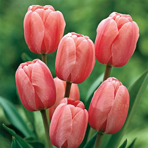 Van Bourgondien Pink Impression Darwin Hybrid Tulip Bulbs (100-Pack)-89359 - The Home Depot