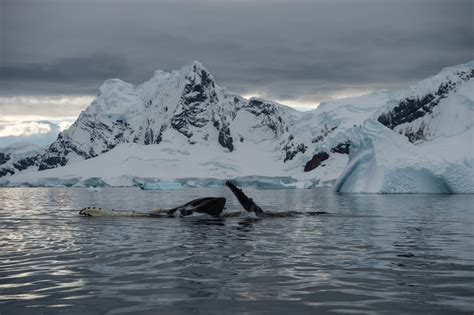 Discovering the Future of the Antarctic Krill · Giving Compass