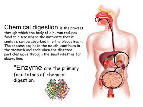 Chemical Changes During Food Digestion