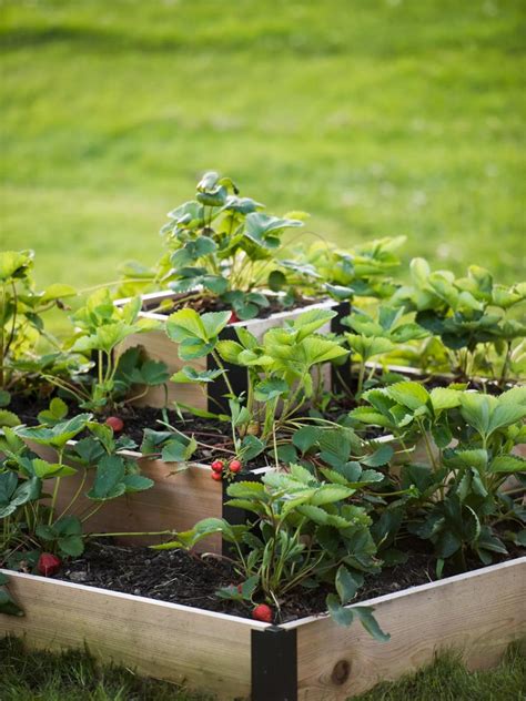 Strawberry Beds, 3-Tier Raised Strawberry Bed | Gardeners.com