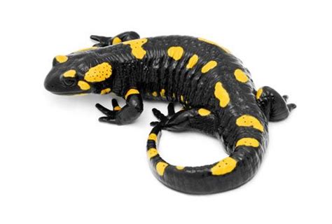 Fire Salamander Care Sheet Fire salamanders are simple to keep, and can easily live for 10 years ...