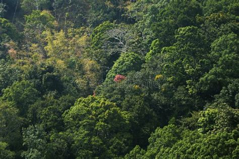 Beautiful Rain Forest View from Top in Kerala India Western Ghats Stock ...