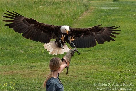 Alberta Birds of Prey Centre - Photo Journeys