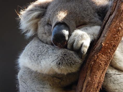 Koala Sleeping Photograph by Thomas Jenkins - Fine Art America