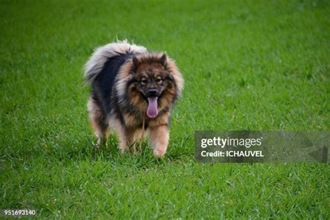 174 Eurasian Dog Stock Photos, High-Res Pictures, and Images - Getty Images