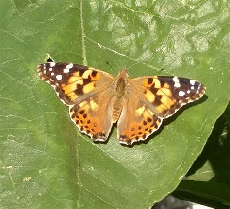 Flickriver: Photoset 'Painted Lady butterfly migration 2017' by livewombat