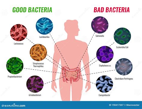 Good And Bad Bacteria Poster Cartoon Vector | CartoonDealer.com #190417307