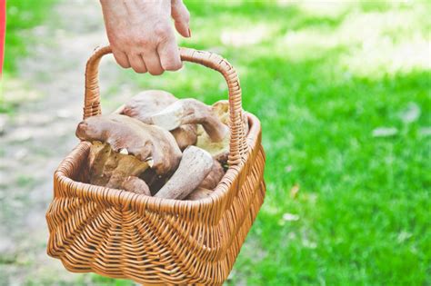 Beginners Guide to Foraging for Medicinal Mushrooms - Medicinal Mushroom Guide