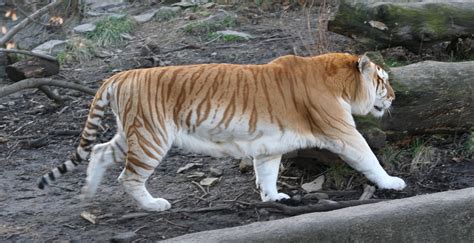 File:Golden tiger 3 - Buffalo Zoo.jpg - Wikipedia, the free encyclopedia
