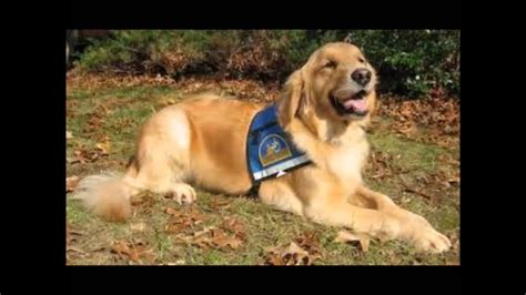 Golden Retriever Service Dog Movie - YouTube