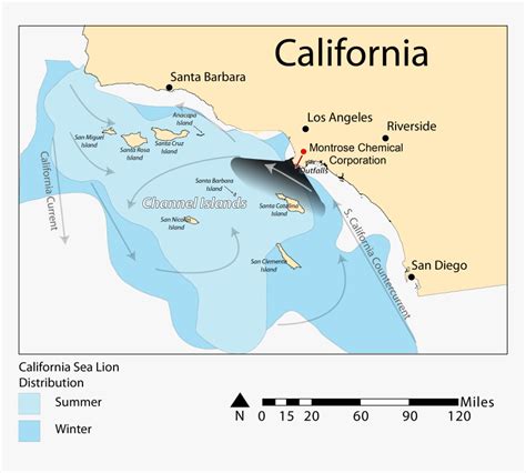 California Sea Lion Distribution - California Sea Lions Habitat Map, HD ...