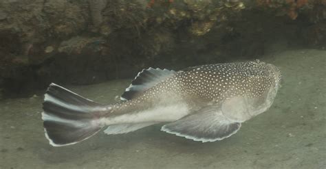 Stargazer Fish Pictures - AZ Animals