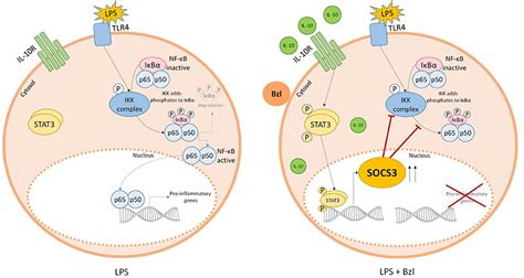 Frontiers | IL-10/STAT3/SOCS3 Axis Is Involved in the Anti-inflammatory ...