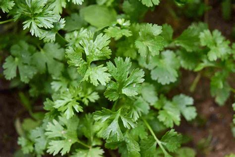 19 Great Cilantro (Coriander) Substitutes - Chef's Pencil