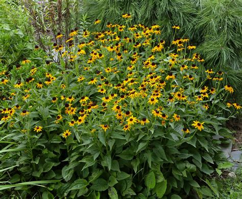 Rudbeckia_fulgida_clump_Aug_MMF