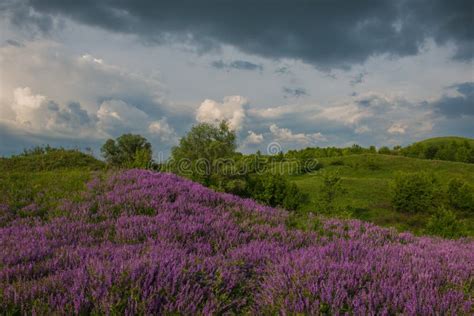 Rural Landscape in a Hilly Area with a Clearing of Flowers Stock Image - Image of dramatic ...