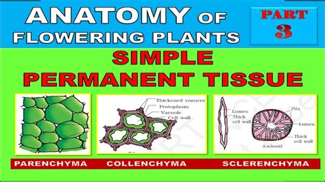 Simple Tissue In Plants