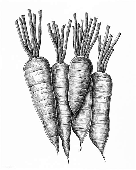 Carrot Pencil Drawing: A Step-by-Step Guide to Create a Realistic Artwork