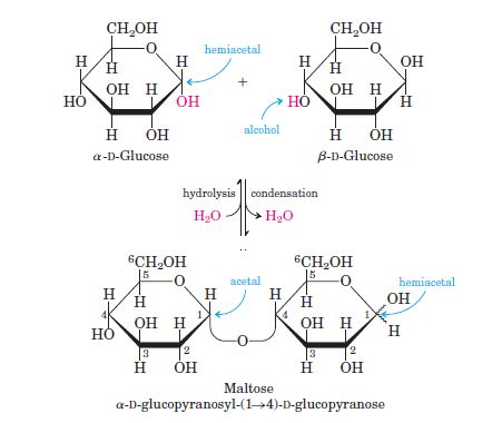 biochemistry - Bonding between amylopectin and amylose - Chemistry ...