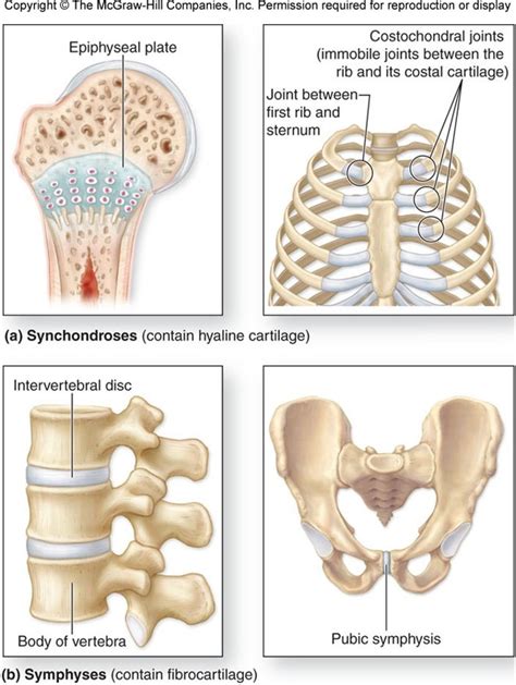 Cartilaginous Joints Diagram | Quizlet