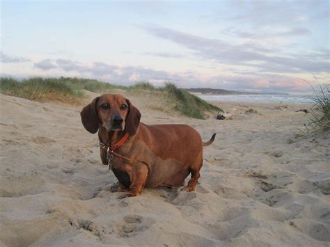 Morbidly obese dachshund. : WTF