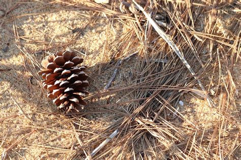 Pine Cone Tree - Free photo on Pixabay - Pixabay