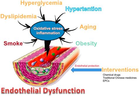 Frontiers | Research progress in endothelial cell injury and repair